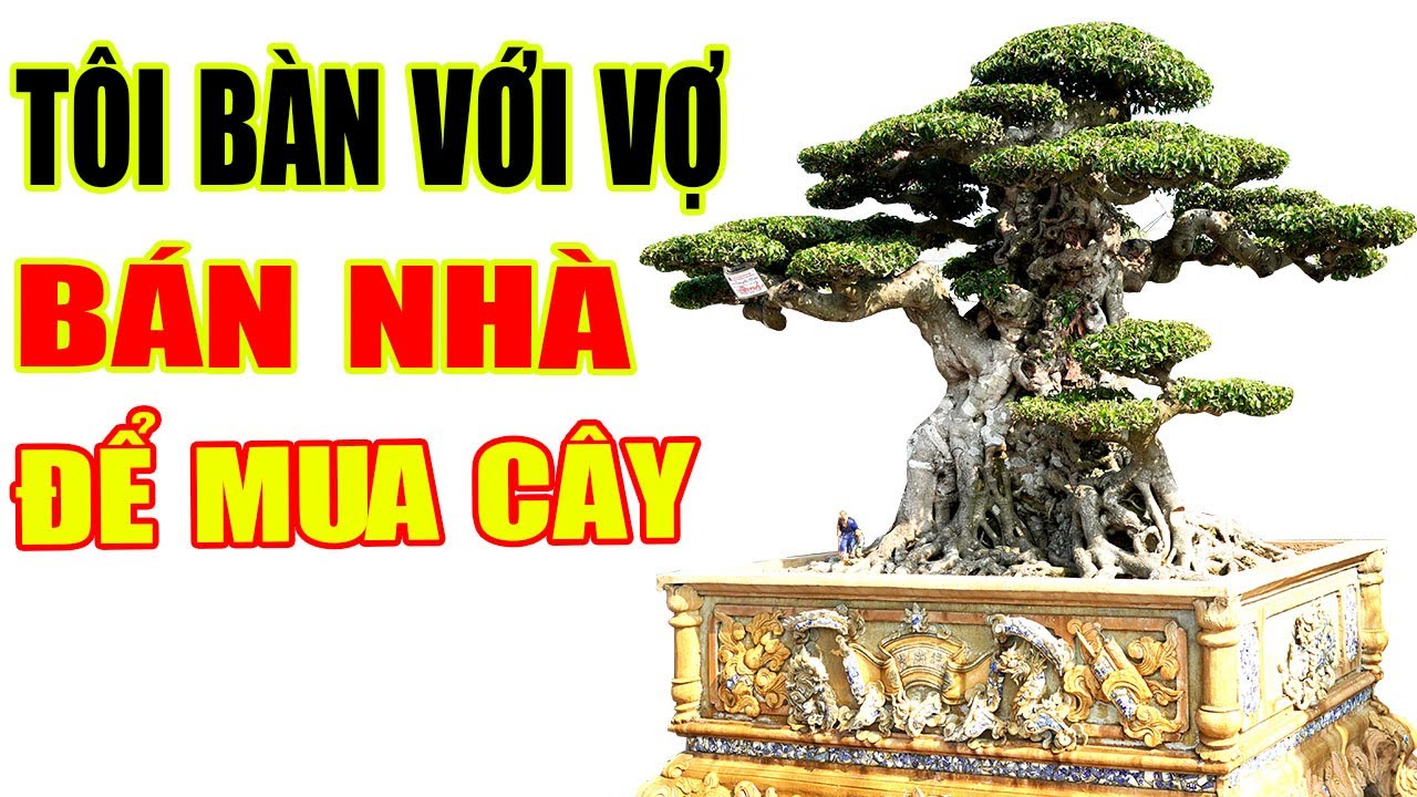 4 Đại gia Hà Nội sở hữu những "Báu Vật Tiền Tỷ", bán nhà để mua cây