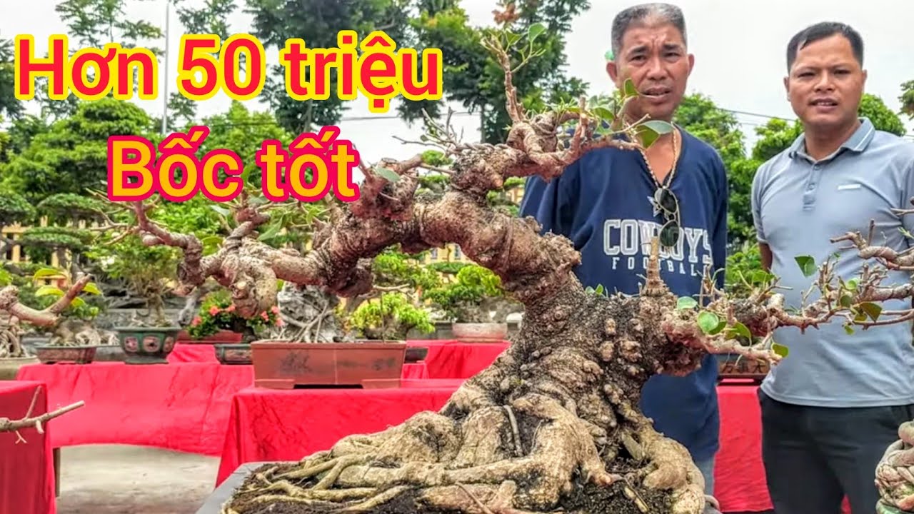 50 triệu bốc tốt anh bạn trẻ tham khảo các tiền bối cây long lùn tại chợ phiên phường Ninh Khánh