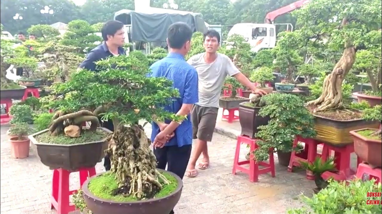 55 triệu cây Mai Chiếu Thủy và báo giá rất nhiều tp Sanh tại gian hàng Festival Thanh Hóa.