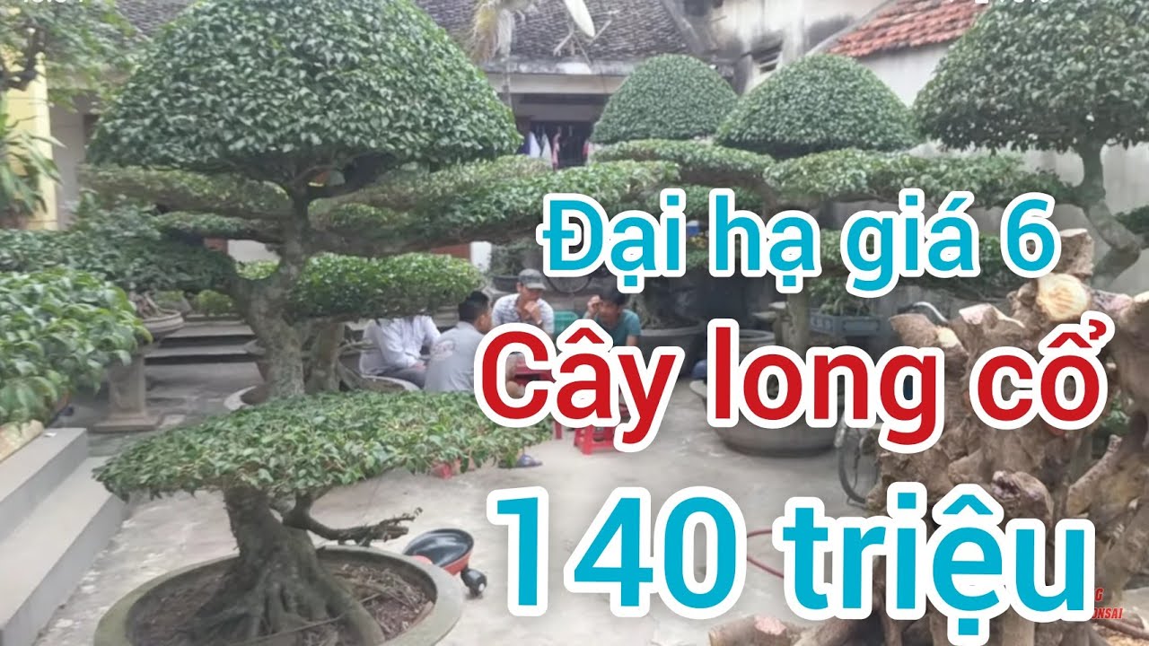 6 cây long 1 CỔ MUA 2014 350 TRIỆU GIỜ DỌN VƯỜN BÁN 140 TRIỆU HÀNG SIÊU GIÀ CÁC BÁC THAM KHẢO NHÉ