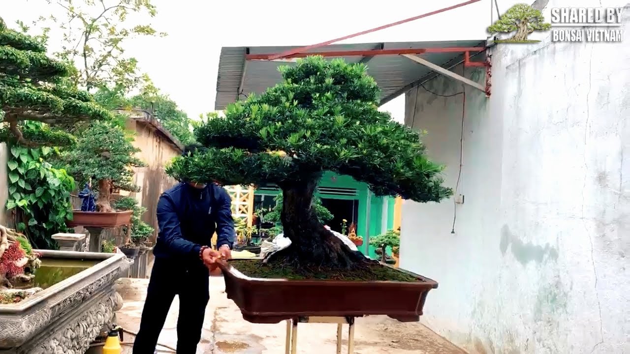 7 Tác phẩm bonsai Việt giới thiệu tháng 12-2018 || Top Bonsai #99