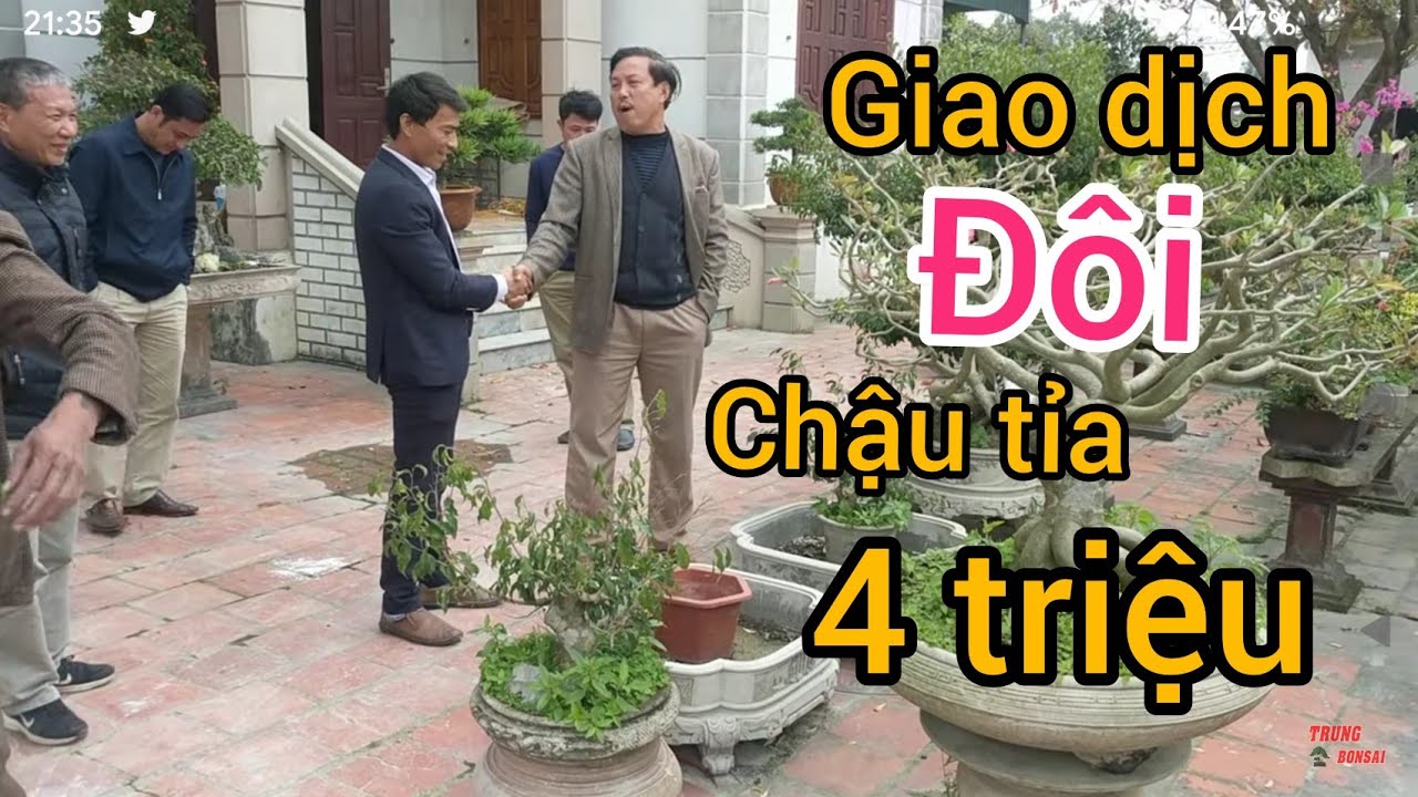 80 TRIỆU CÂY TRỰC CỔ KHÔNG BÁN GIAO LƯU ĐÔI CHẬU TỈA CHO VUI KHÔNG HIỂU ĐƯỢC CHỦ NHÀ