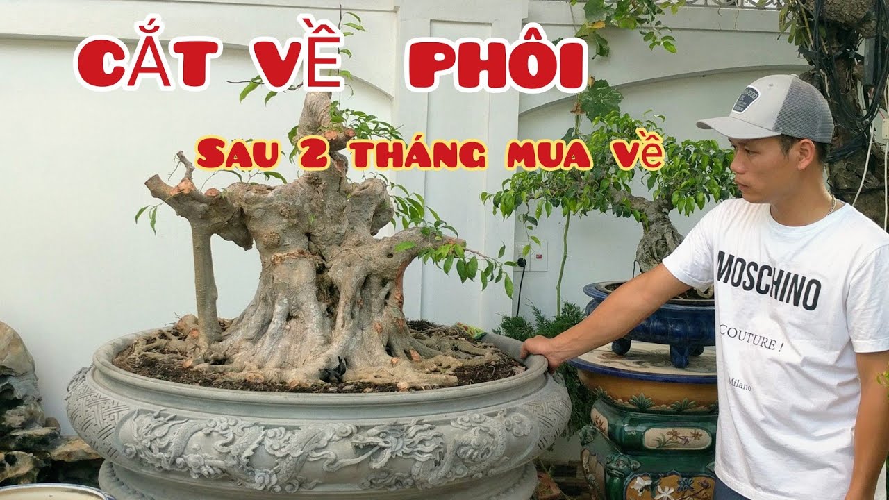 9X CHI CẢ 100 TRIỆU MUA TÁC PHẨM HOÀN THIỆN VỀ VƯỜN SAU 2 THÁNG CẮT VỀ PHÔI XEM KẾT QUẢ NHÉ