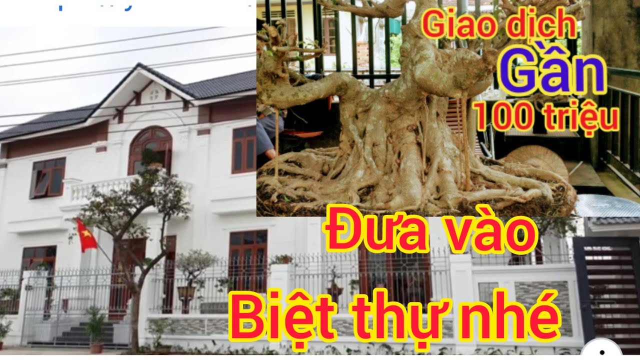 9x chi gần 100 triệu mua cây xanh khủng của hoà đại nhân về biệt thự