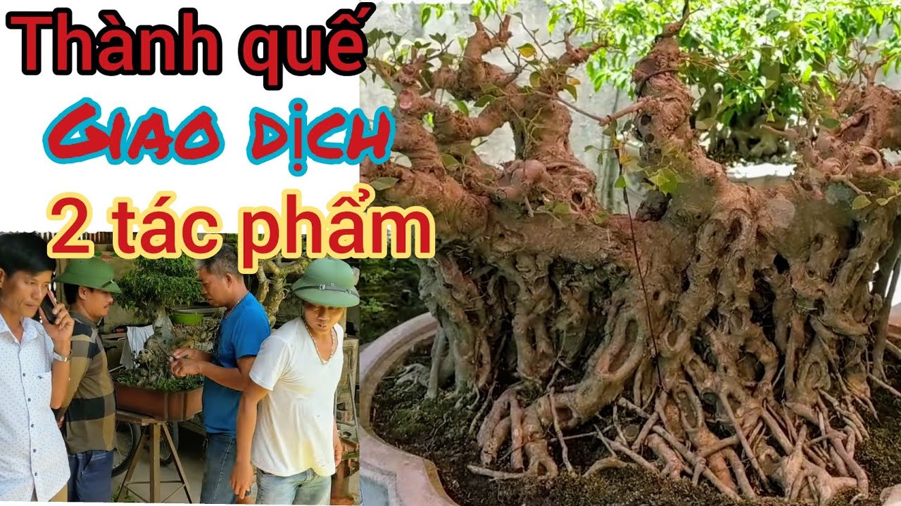 ANH EM NINH BÌNH GIAO LƯU TẠI VƯỜN ANH TUYỂN TÓC DÀI 2 TÁC PHẨM VỚI GIÁ RẺ BẤT NGỜ