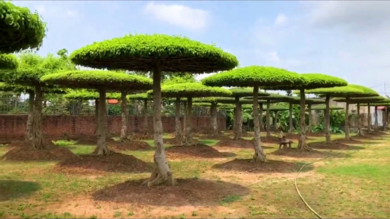 Amazing Ficus benjamina bonsai garden in Vietnam | Vườn Sanh Nam Điền