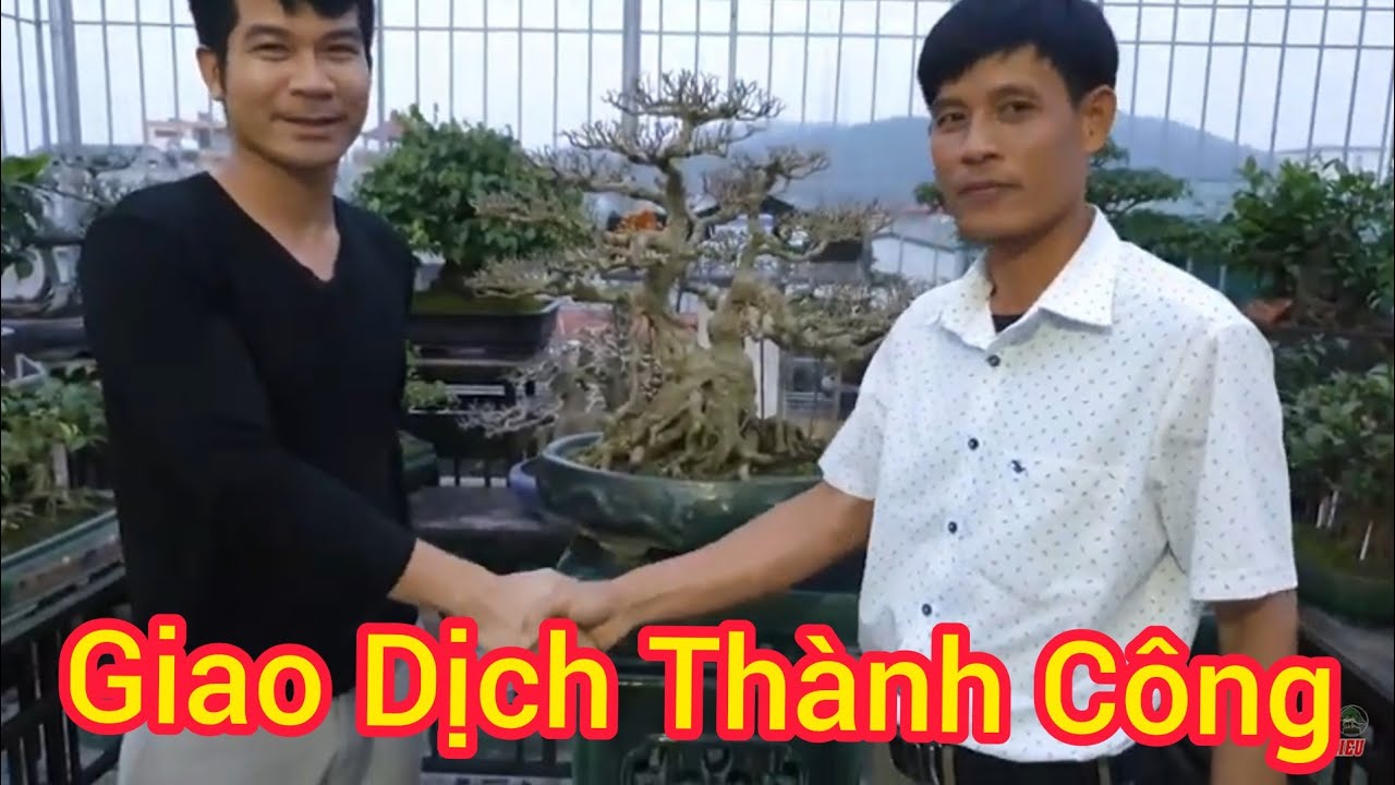 Anh Hai Lúa đã nhượng lại cho Bon Sai Chinh Hieu tp sanh Phu Thê rất đẹp.