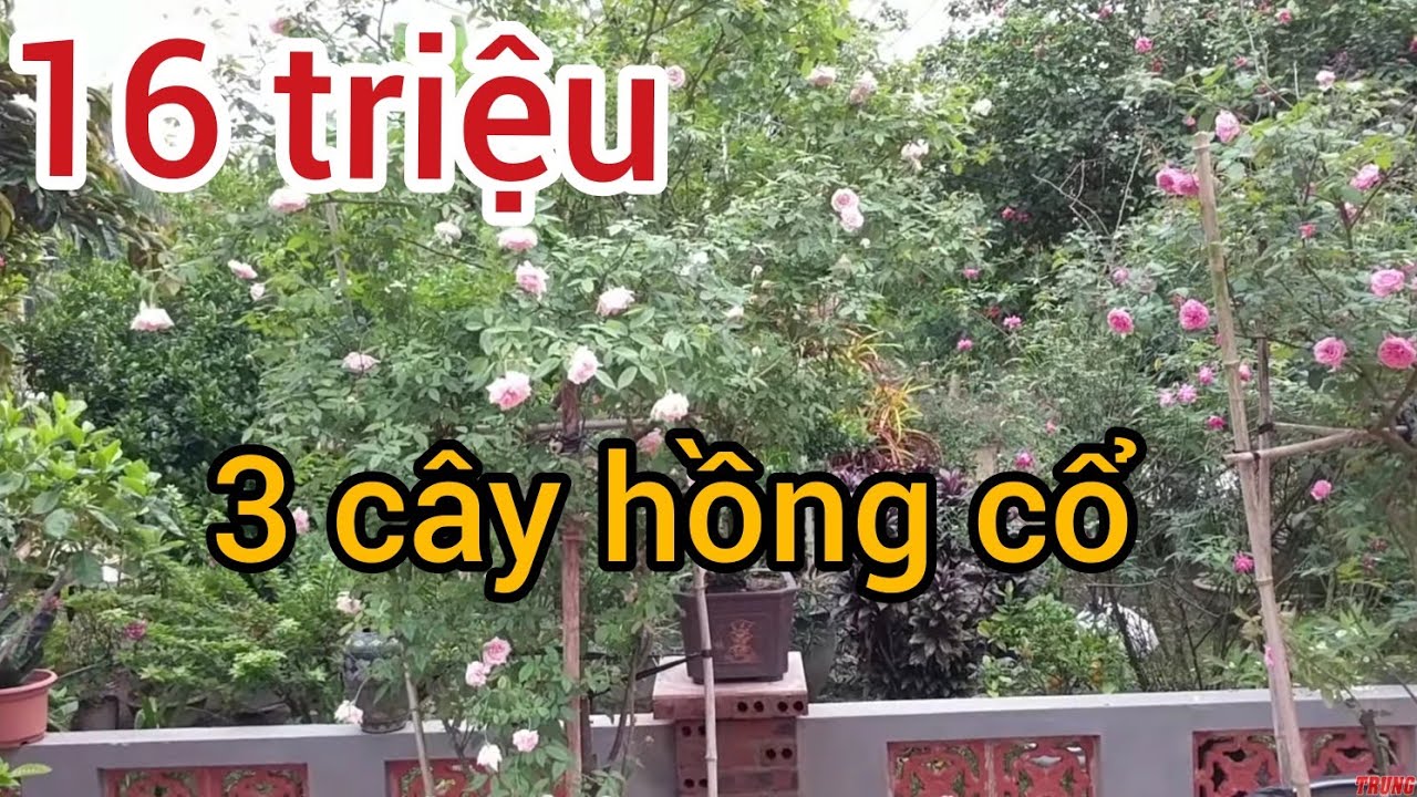 BÁO GIÁ 16 TRIỆU 3 CÂY HỒNG CỔ HOA RỰC RỠ VÀ 1 SỐ MẪU ĐƠN VÀNG GIÁ RẺ