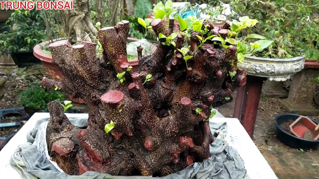 BÁO GIÁ 7 TRIỆU CÂU SI U CỤC VÀ CÂY HOA GIẤY TRẮNG KHÔNG CÓ ĐỐI THỦ VƯỜN TRUNG BONSAI