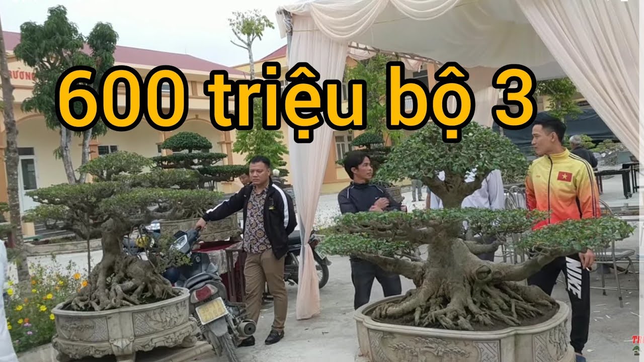 BỘ 3 CÂY SANH CỔ CÓ GIÁ 600 TRIỆU LẦN ĐẦU CÓ MẶT TẠI TLCC NGA SƠN