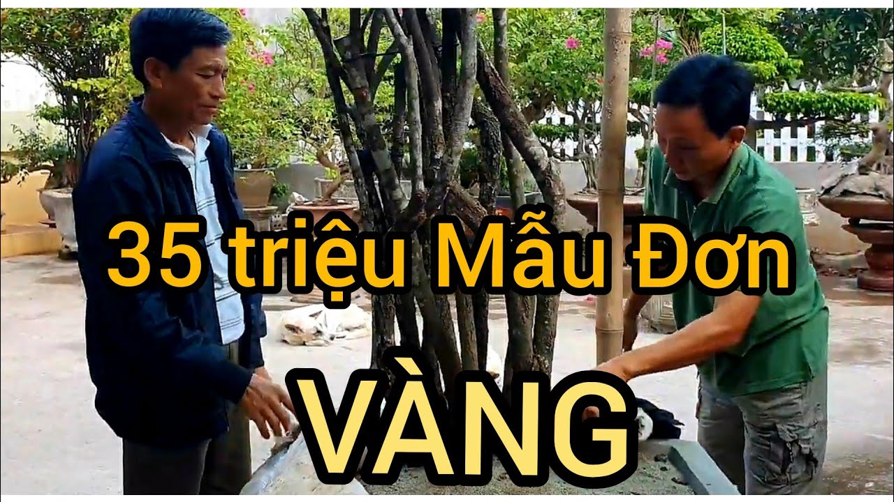 (BSCH 716) Báo giá nhiều phôi Hoa Giấy và Mẫu Đơn tại nhà bác Đính Nga Sơn - T.Hóa.