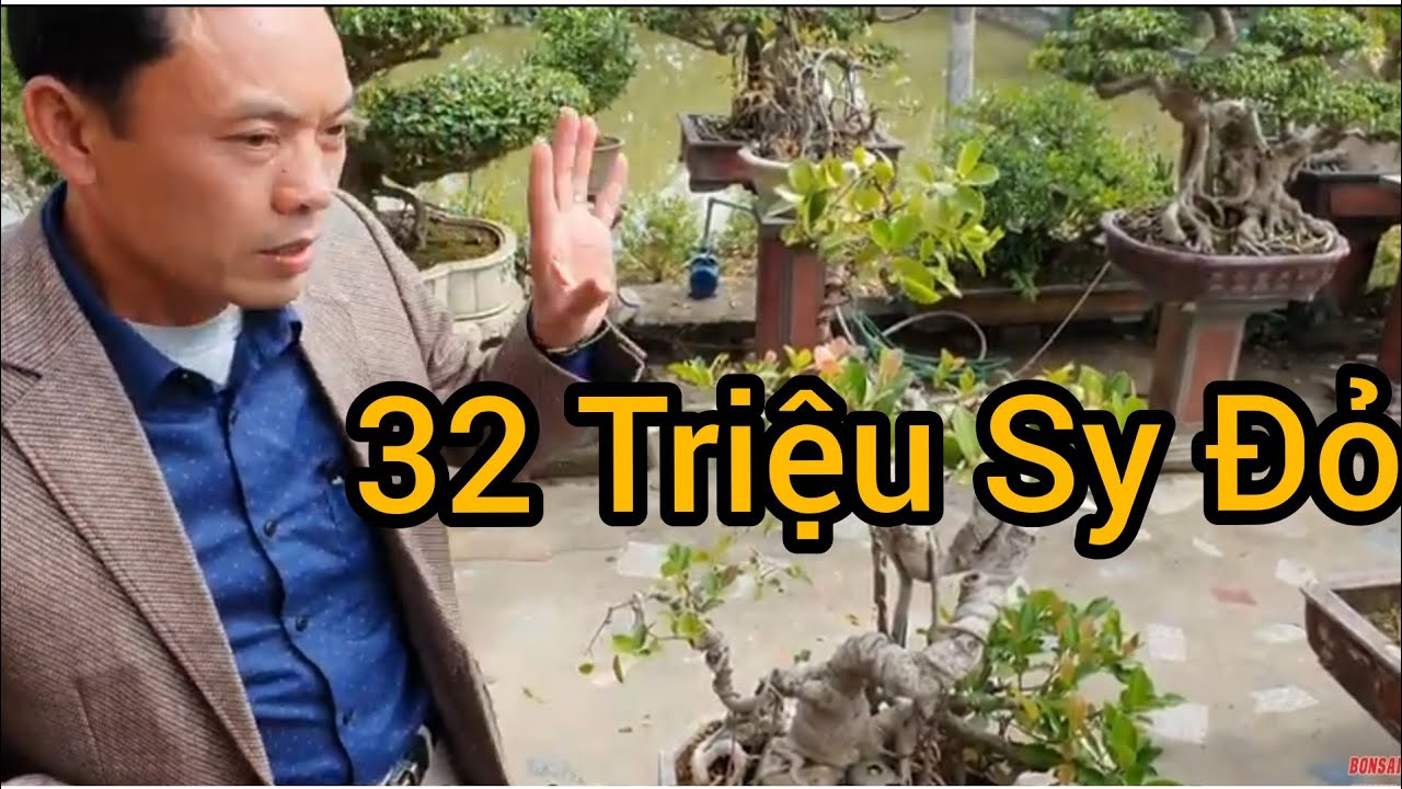 (BSCH 733) Si Đỏ anh Đệ báo giá 32 triệu,  anh Thắng Yên Mô trả 15 triệu.