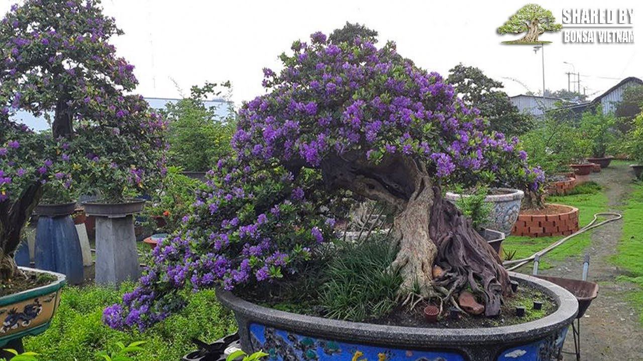 Ba Vườn Bonsai đẹp của nghệ nhân Việt