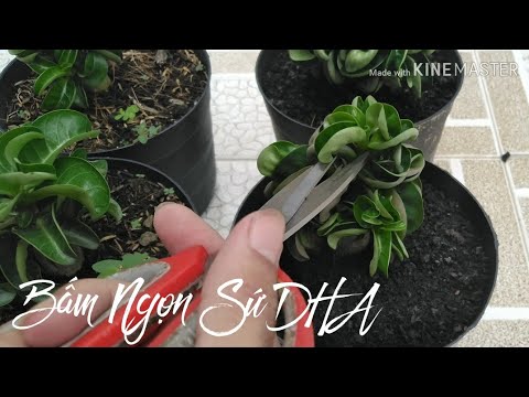 🌸Bấm Ngọn Sứ DHA