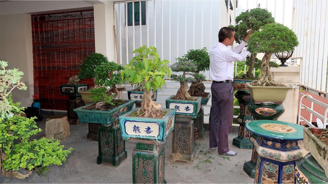 Bạn ấy chỉ có 20m vuông thôi mà vườn Bonsai thì tuyệt vời