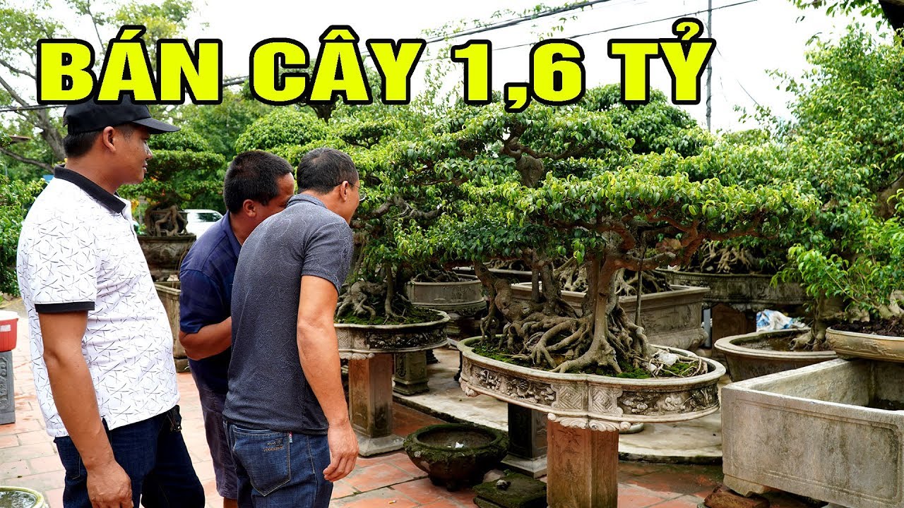 Bán cái cây 1 tỷ 600 triệu vui quá mời anh em giao lưu một bữa