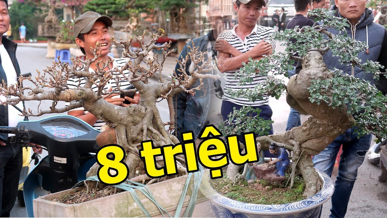 Bán cây đa giá 12 triệu, cây duối 8 triệu chưa bán được vì chưa có lãi