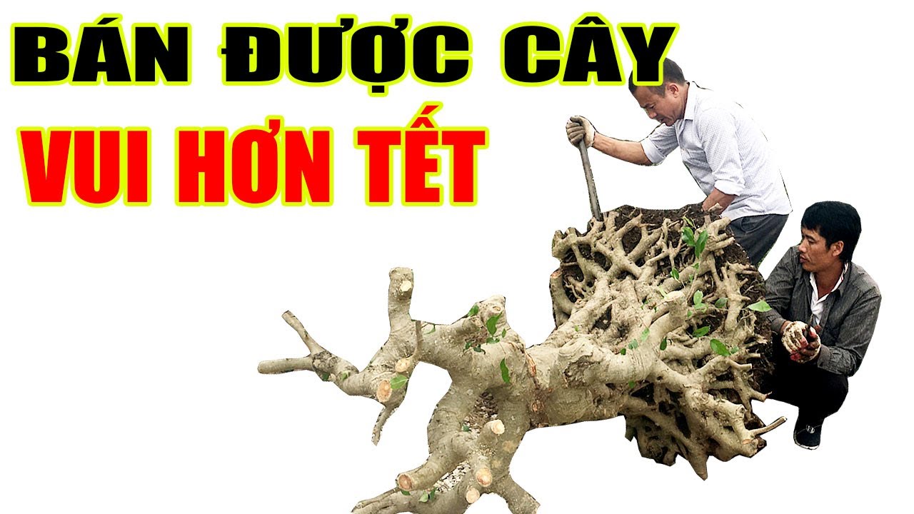 Bán được cây hàng trăm triệu, chủ nhân vui hơn tết