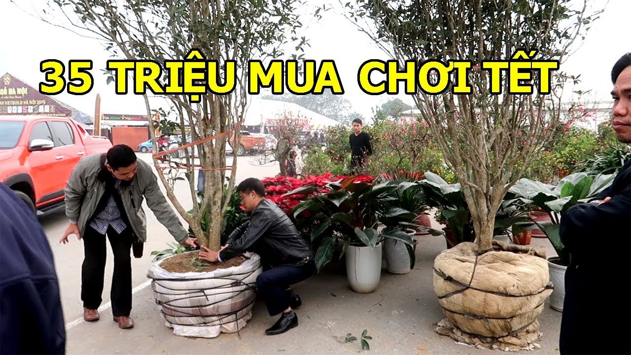 Báo giá 2 cây hoa mộc 35 triệu rất đẹp tại hội chợ xuân tết 2019