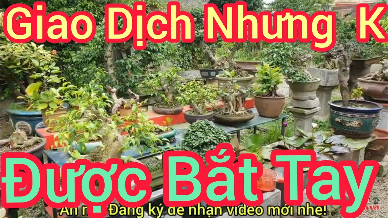 Báo giá nhiều phôi Sy và những tp CCNT. Bon Sai Chinh Hieu cũng giao dịch được 1 tp tại vườn A Hải.