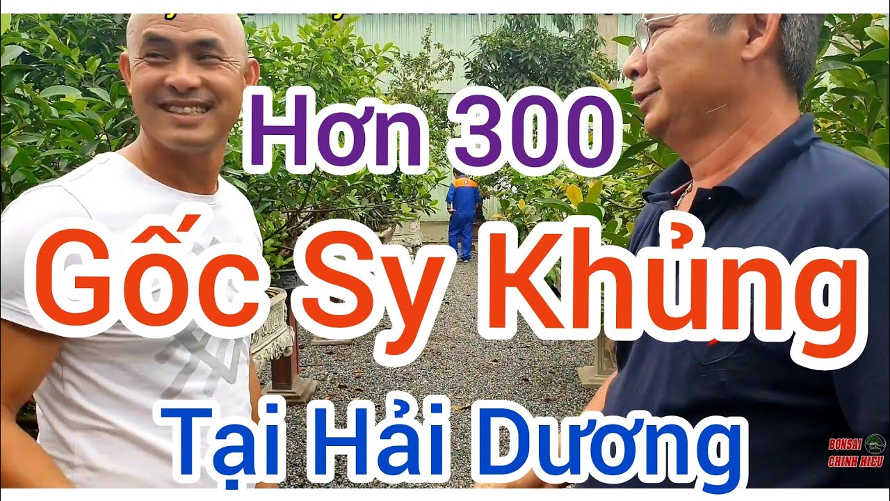 Bất ngờ phát hiện vườn Sy khủng k có đối thủ tại Hải Dương.