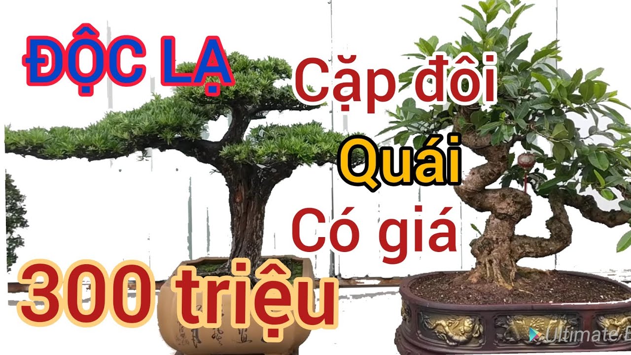 Bất ngờ với 2 tác phẩm độc lạ có giá 300 triệu tại vườn VUA SI HẢI DƯƠNG