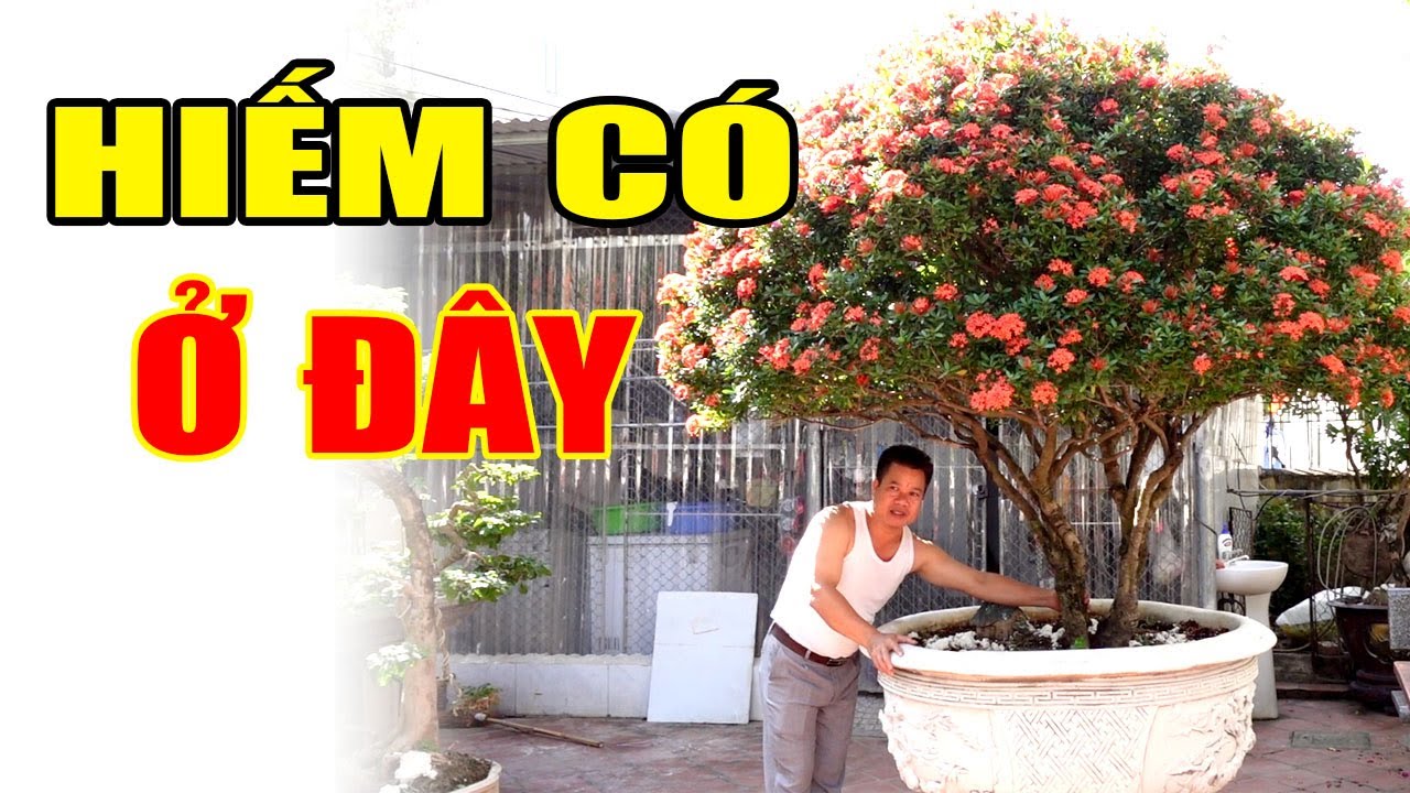 Bất ngờ với cây Bông Trang hiếm có khó tìm của anh Mười ở Hải Dương đt 0913255801