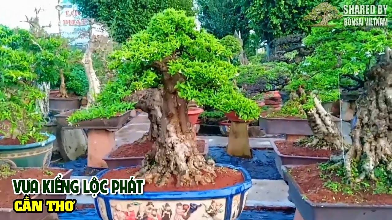 Beautiful Bonsai garden || Vựa Kiểng đẹp của đất Cần Thơ