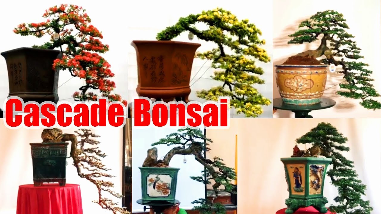 Beautiful Cascade Bonsai style in Vietnam || Part #1