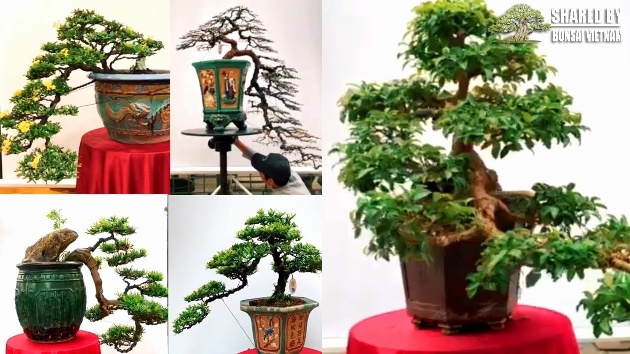 Beautiful Cascade bonsai style in Vietnam || Part #2