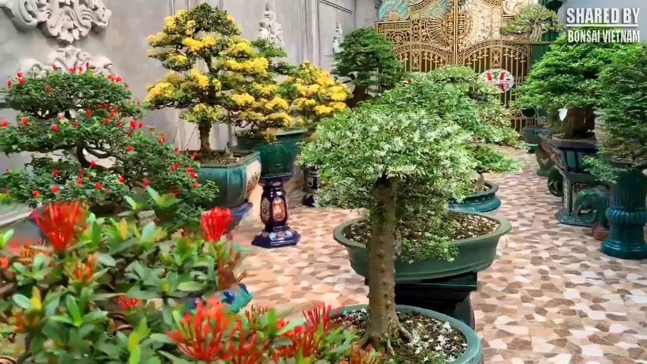 Beautiful Vietnamese's bonsai garden 2019