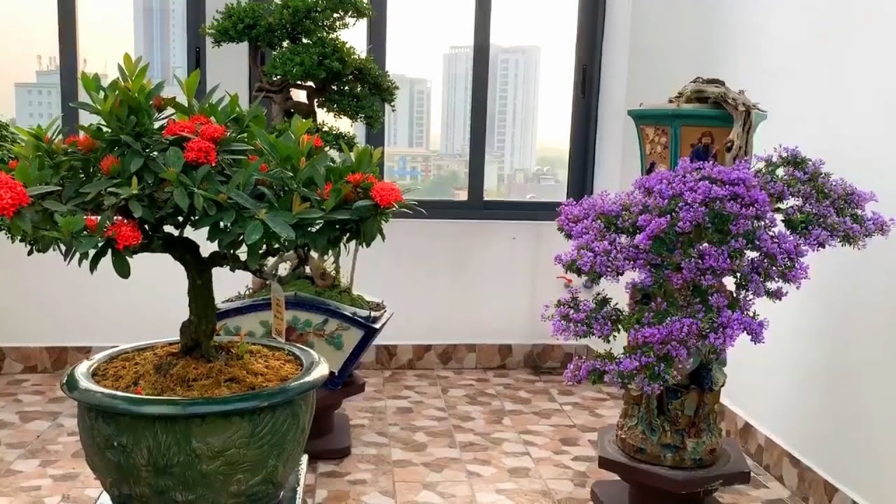 Beautiful bonsai: Ixora Coccinia and Desmodium Unifoliatum blossom season