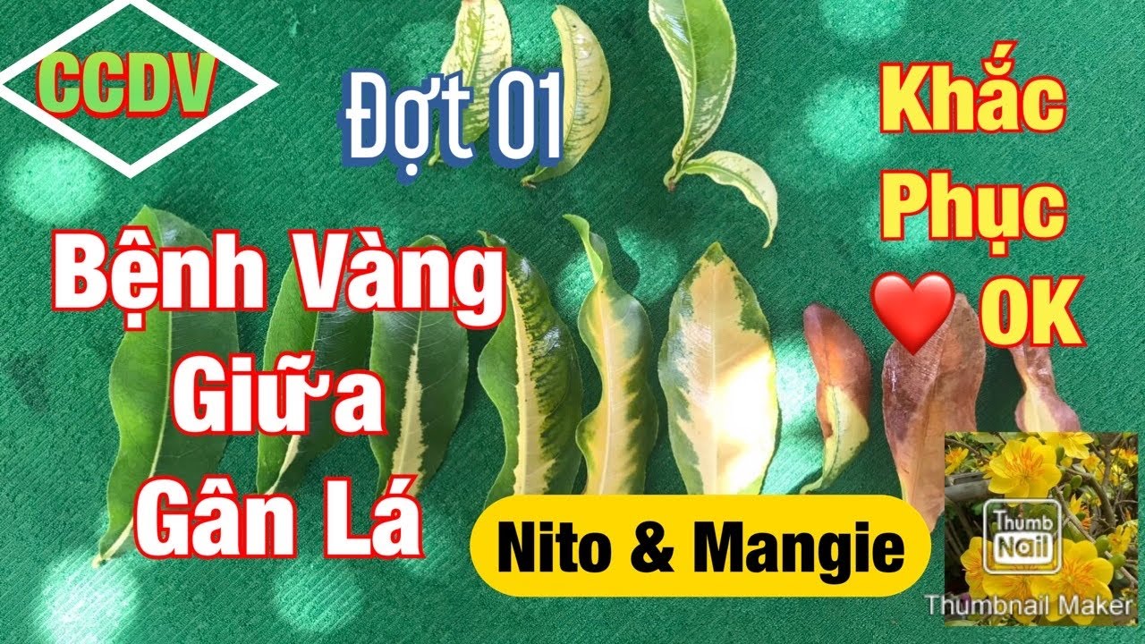 Bệnh Vàng Giữa Gân Lá Trên Cây Mai Vàng | Nguyên Nhân - Khắc Phục ||CCDV.