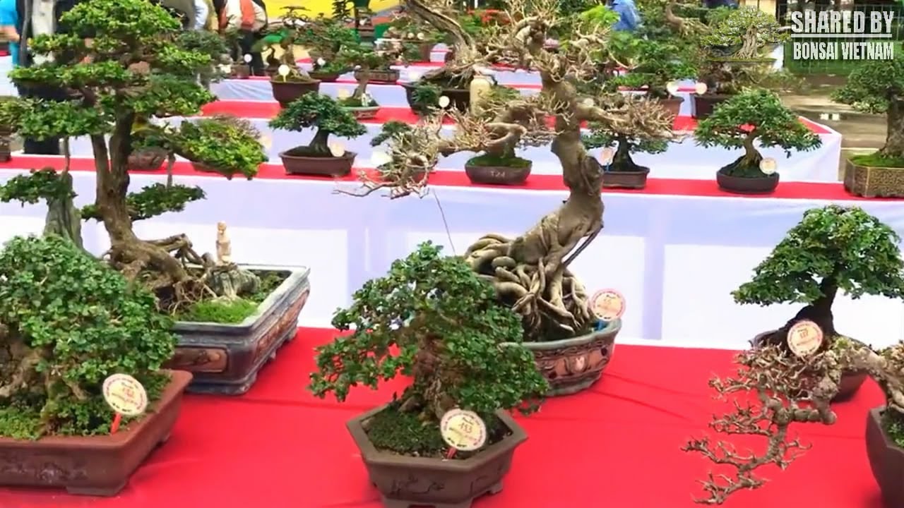 Best Bonsai exhibition | Beautiful mini bonsai collection