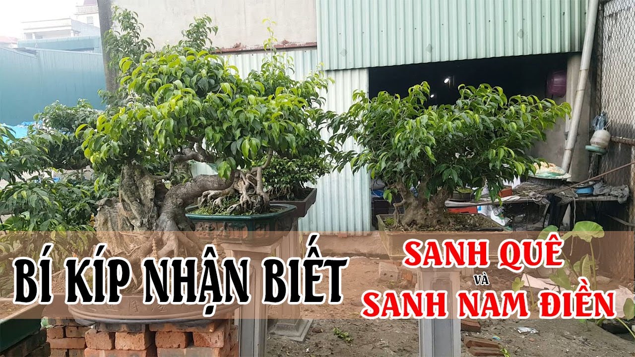 Bí Kíp Nhận Biết Sanh Quê Và Sanh Nam Điền Là Đây - Birth birth vs birth male