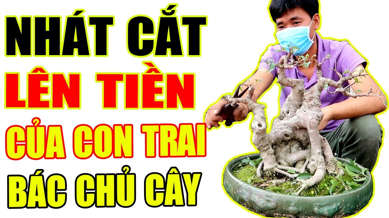 Bố không cho cắt, con cương quyết cắt để lên tiền