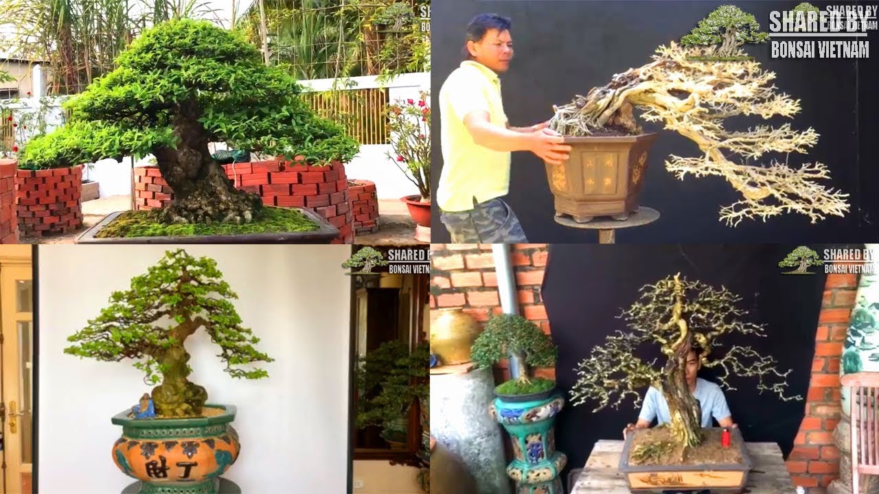 Bộ sưu tập Bonsai Việt Nam nổi bật khép lại năm 2018 || Bonsai Vietnam collection #106