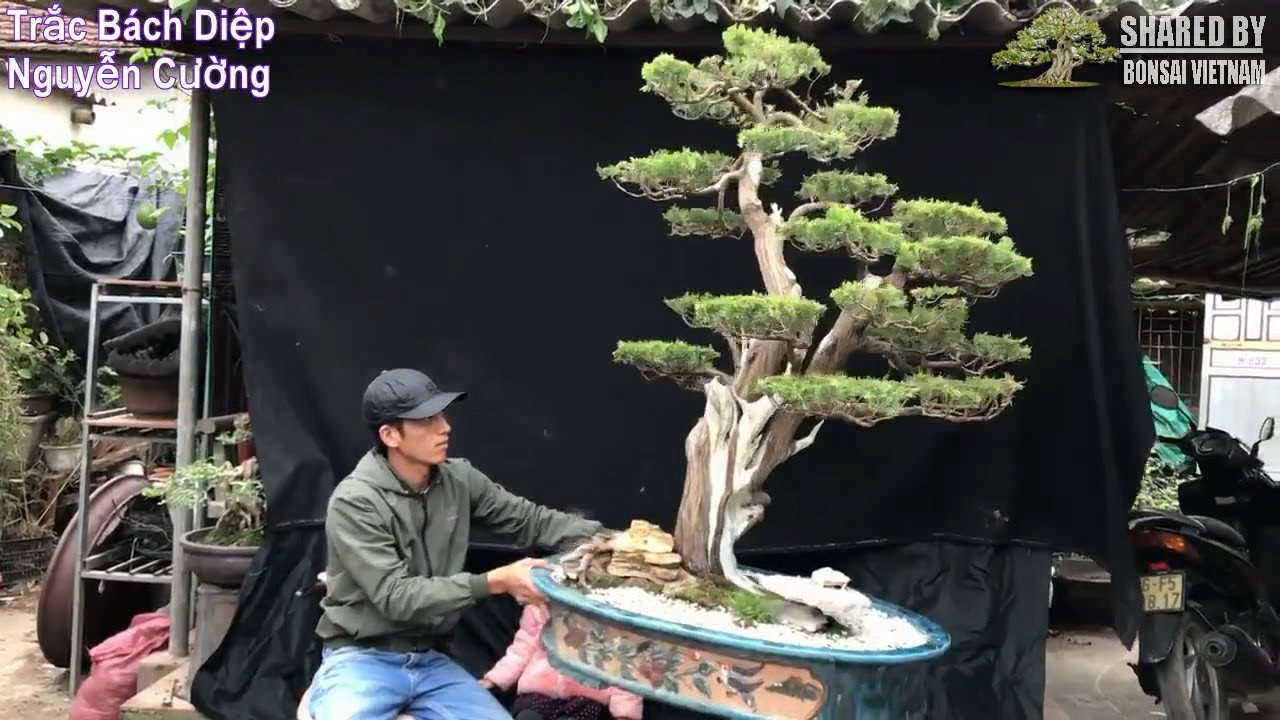 Bộ sưu tập Bonsai Việt đỉnh cao tháng 11