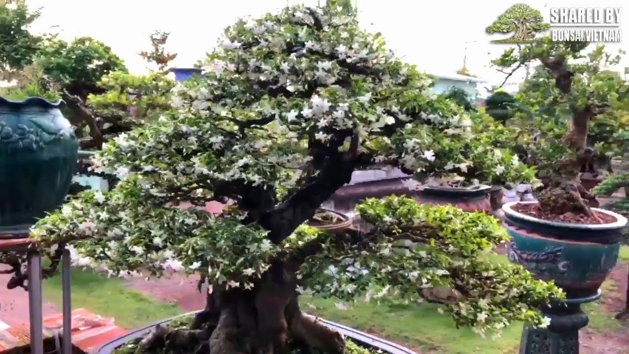 Bộ sưu tập Bonsai Vietnam giới thiệu tháng 3-2019 || Số 107