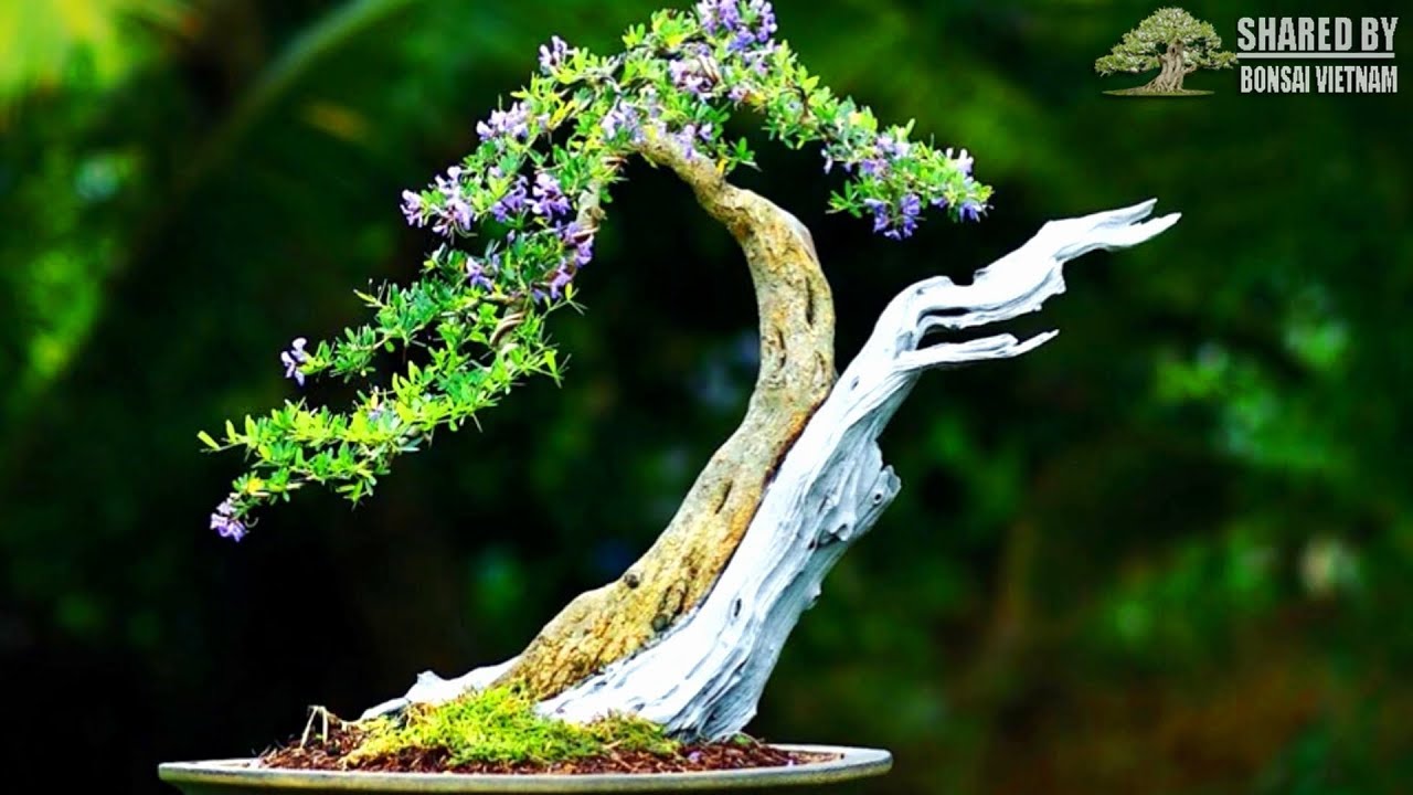 Bộ sưu tập Bonsai cá nhân tuyệt đẹp của nghệ nhân Việt 2019