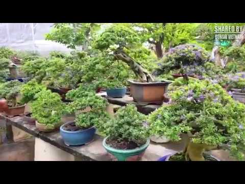 Bộ sưu tập Bonsai của nghệ nhân Đồng Nai