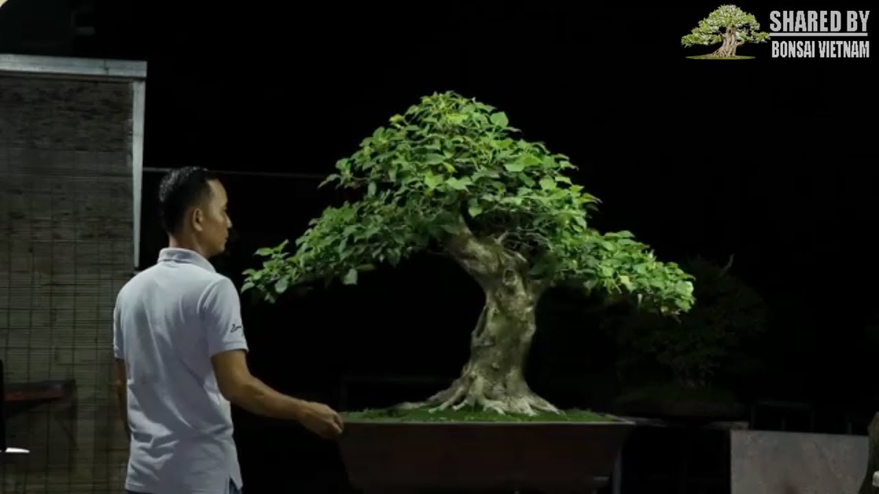 Bộ sưu tập Bonsai đẹp Vietnam tháng 4-2019 || Số 108