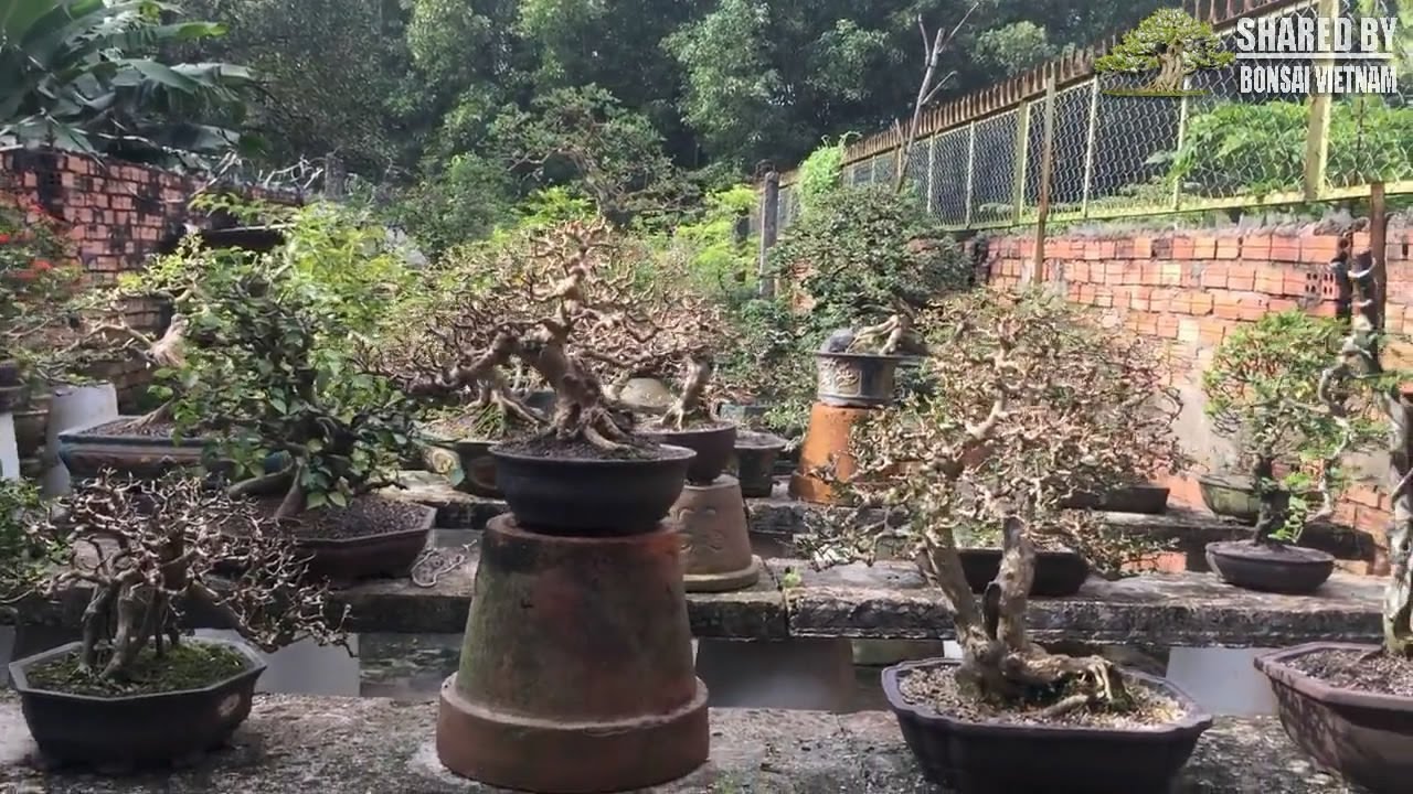 Bộ sưu tập Bonsai tuyệt vời của nghệ nhân Đồng Nai