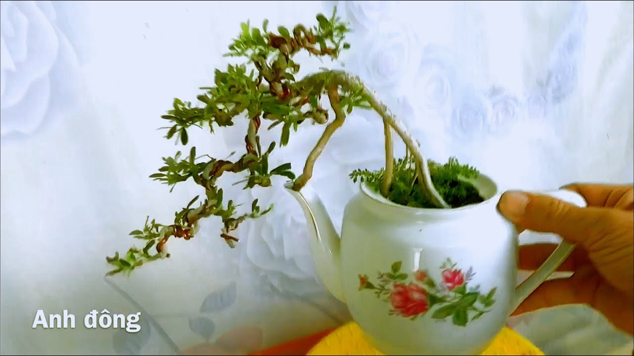 Bộ sưu tập bình trà bonsai