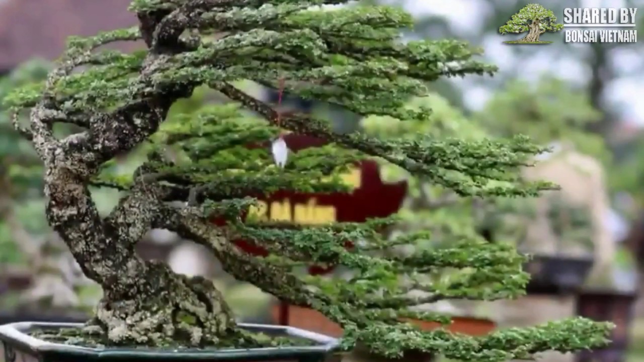 Bonsai Ba miền ở Vườn Cơ Hạ, Huế