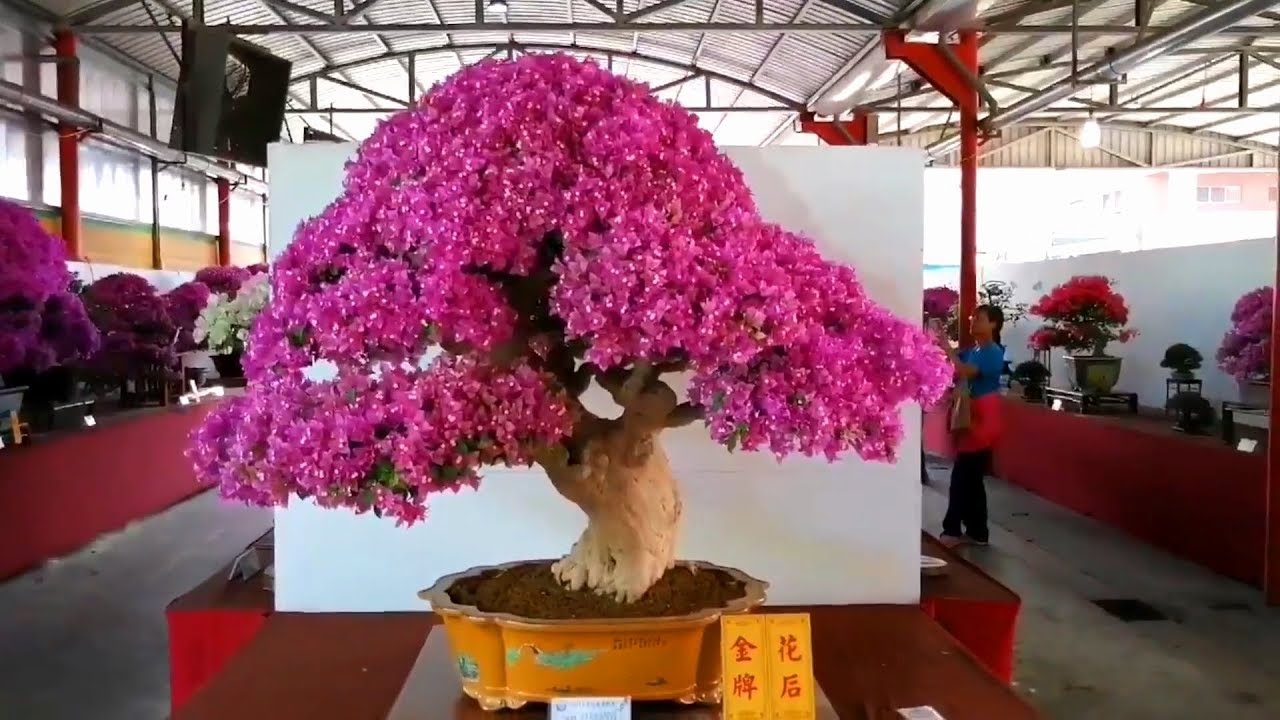 Bonsai Hoa Giấy thì không đâu đẹp bằng xứ Đài