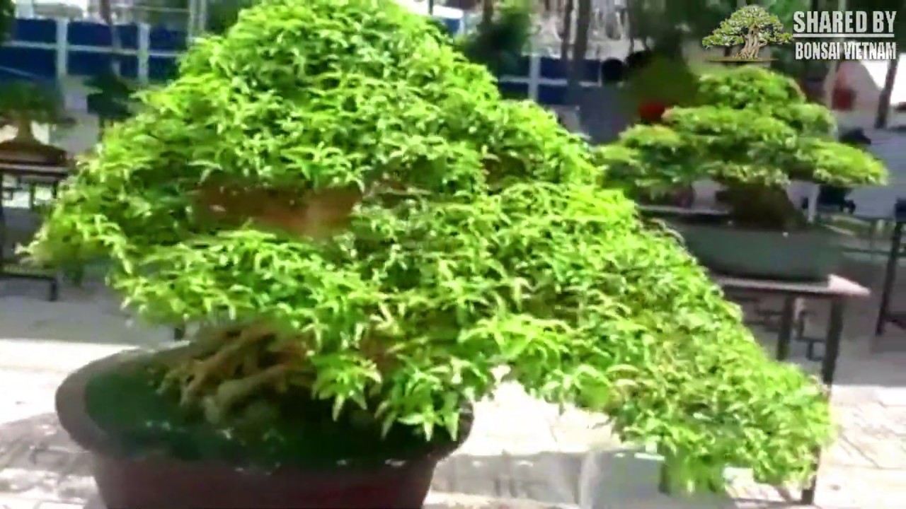 Bonsai Trưng bày ở Làng Hoa Gò Vấp 2018