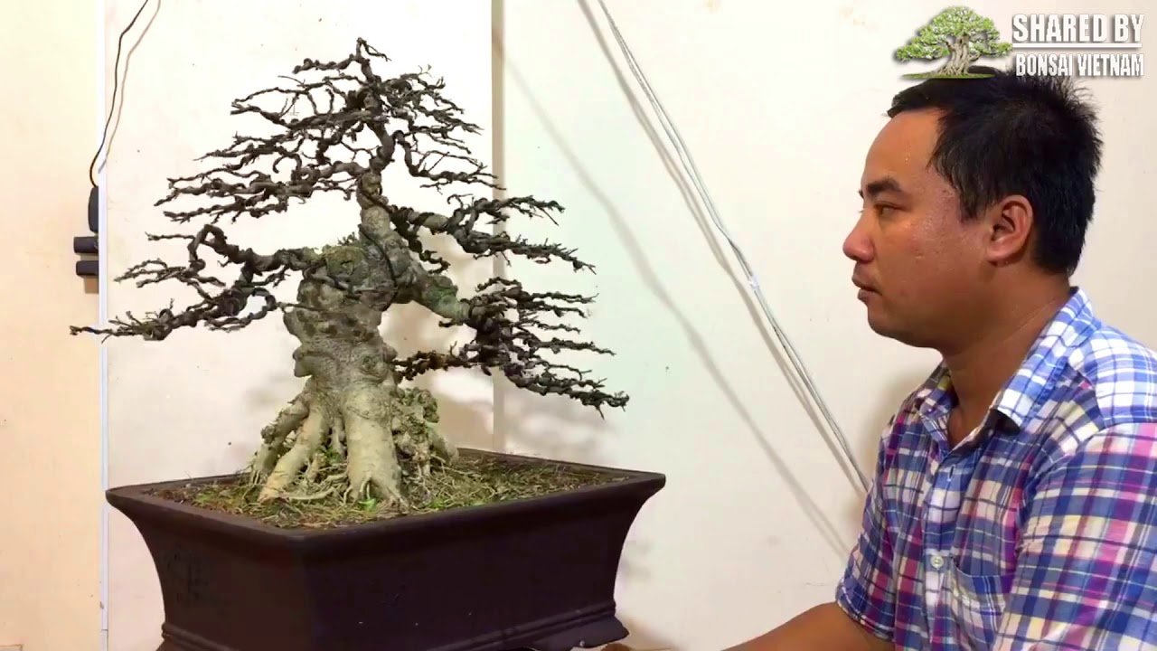 Bonsai Việt Nam giới thiệu những tác phẩm mới #112