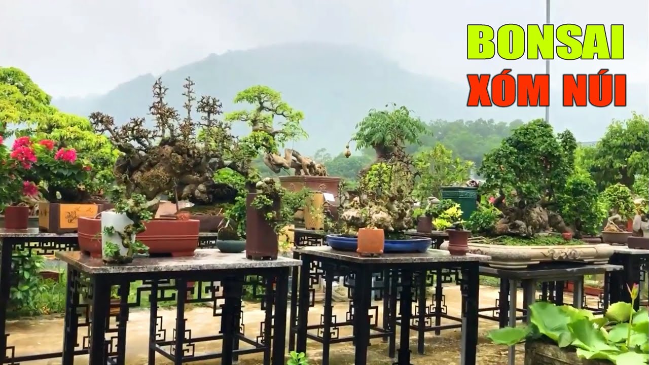 Bonsai Vietnam: Beautiful Mountain garden