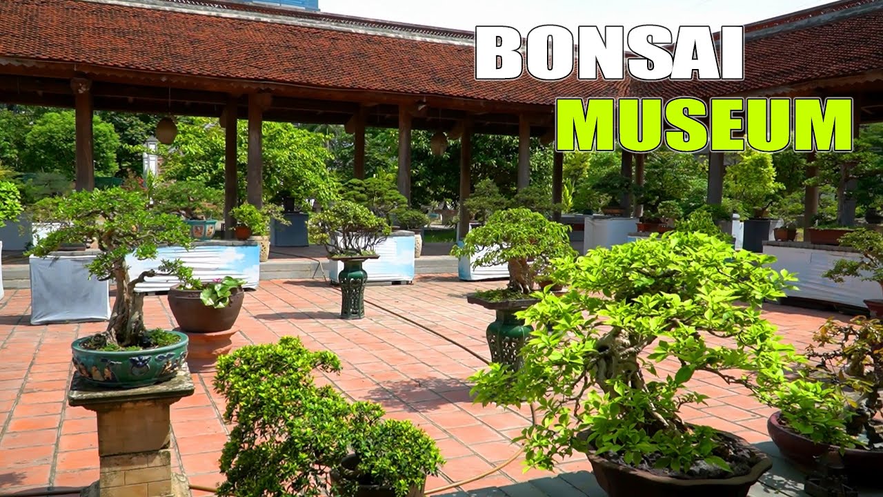 Bonsai Vietnam: Hanoi's Bonsai Museum